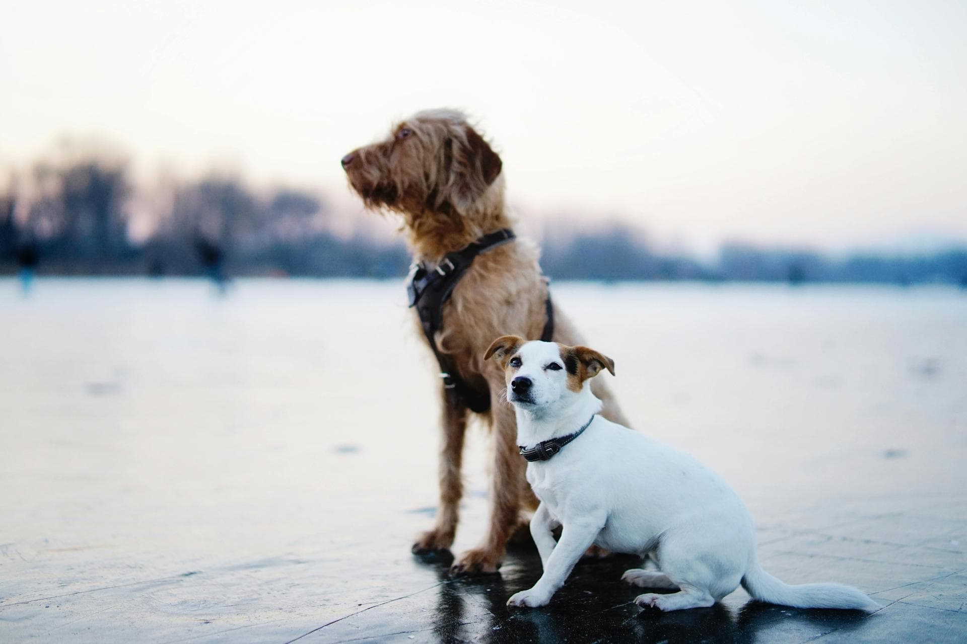 Farm & Large-Animal Vets near Denver