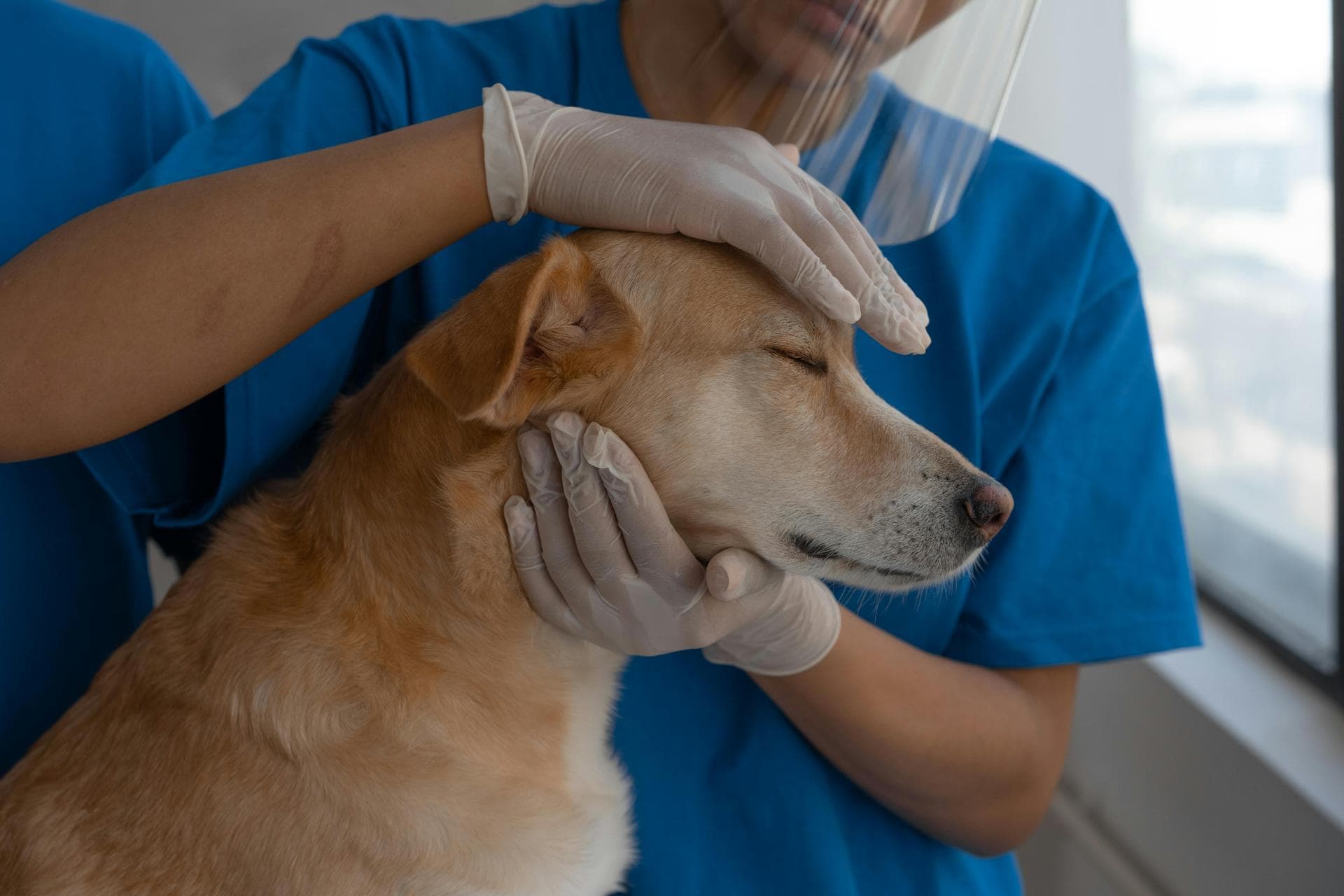 Specialist Vets in Denver
