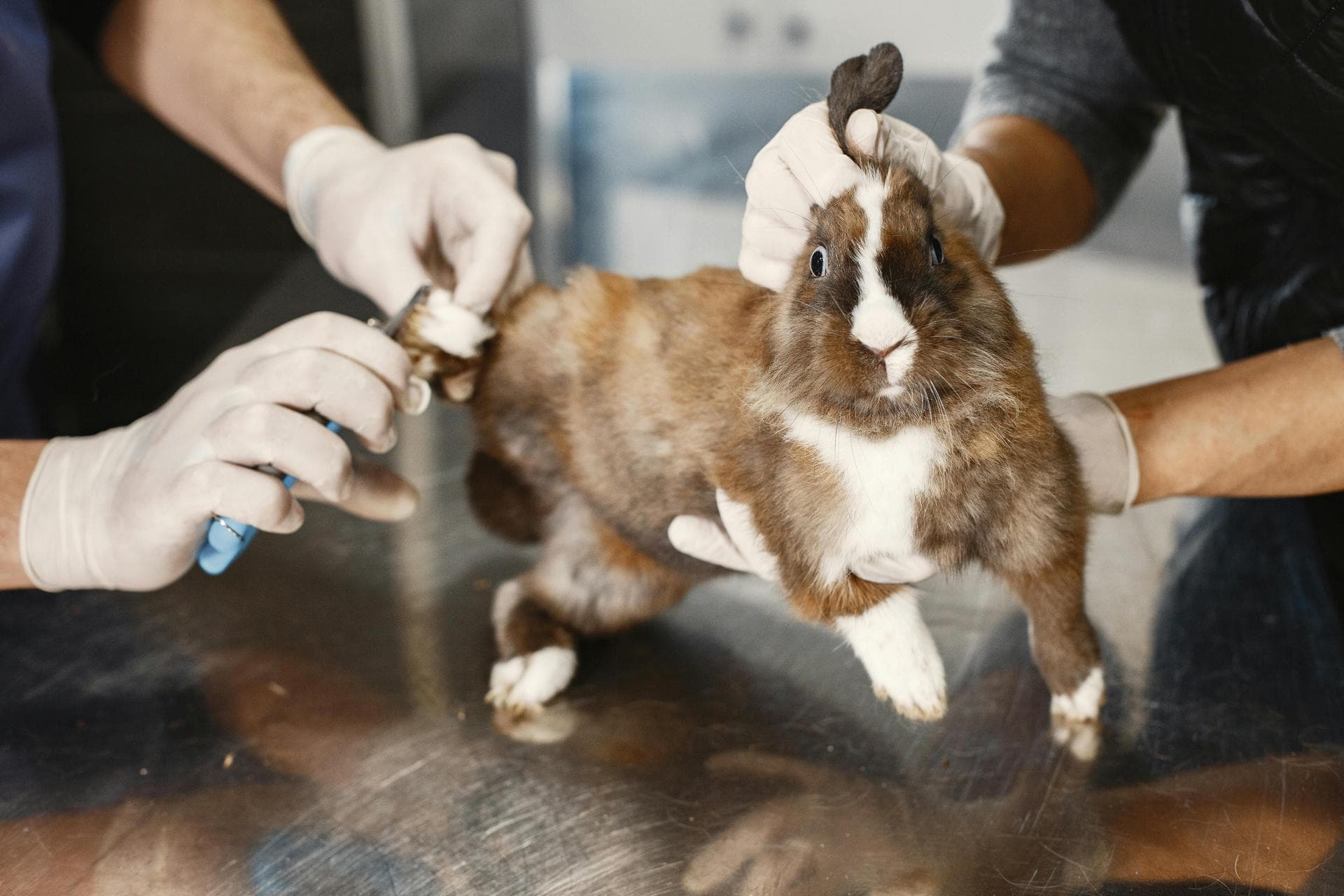 Dog & Cat Vets in Denver